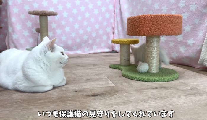 子猫を見守る大人の白猫