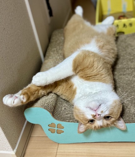 カメラ目線の猫