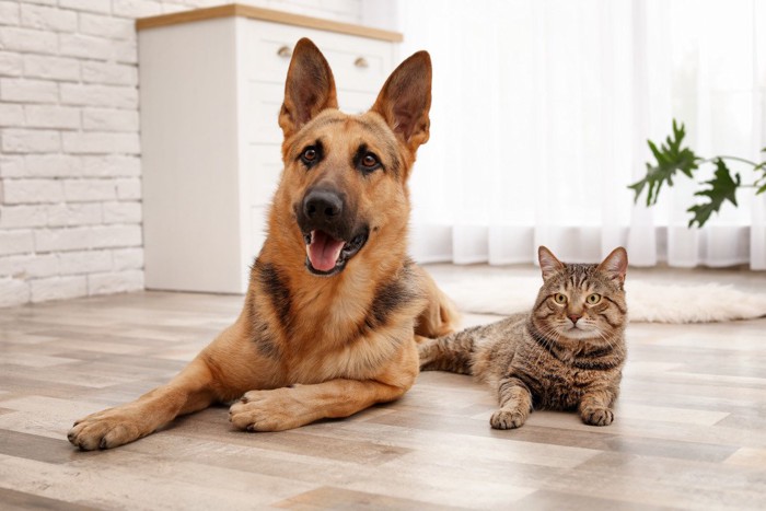 くつろぐ猫と犬