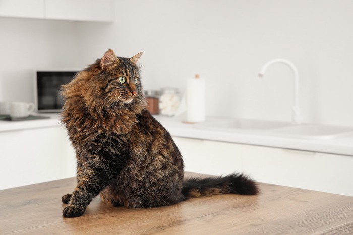 整頓されたキッチンのテーブルの上で座る猫