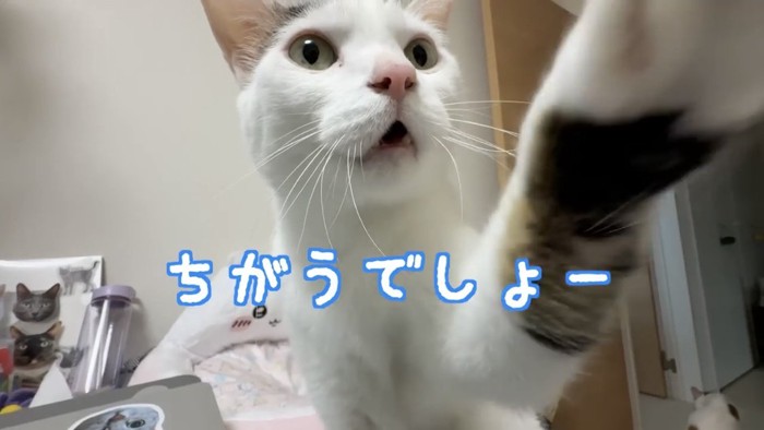 テーブルの上に乗る猫