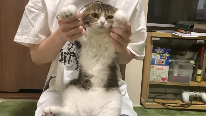 バンザイをする猫