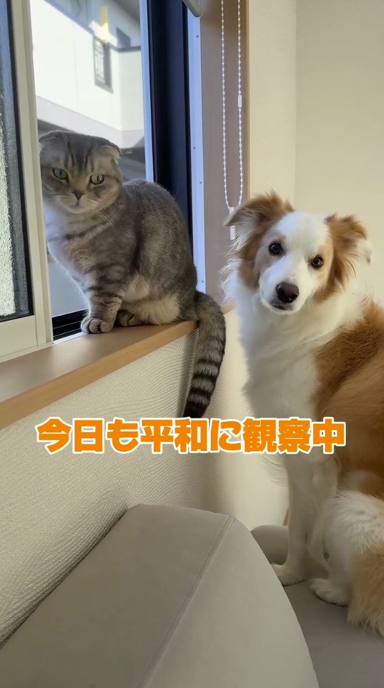 飼い主の気配に気づいて振り返る猫と犬
