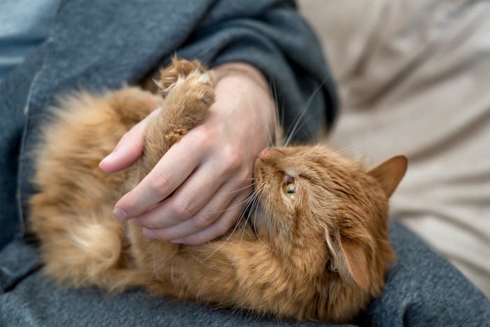 じゃれる猫