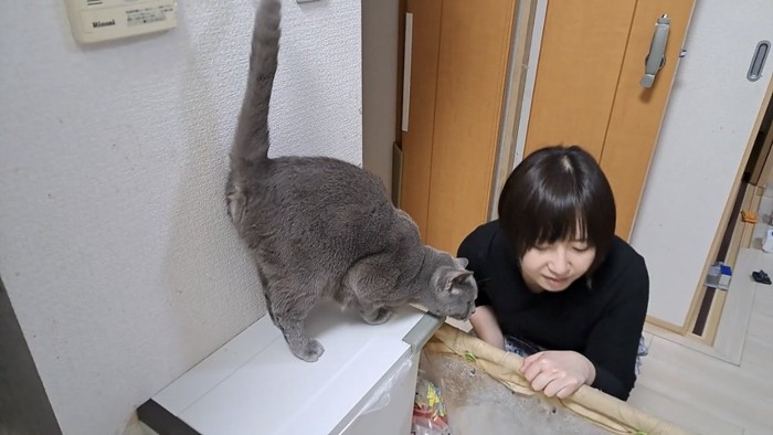 飼い主と遊ぶ猫