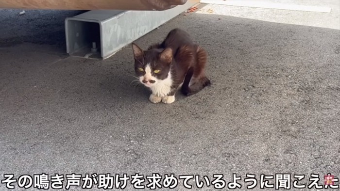 助けを求める猫