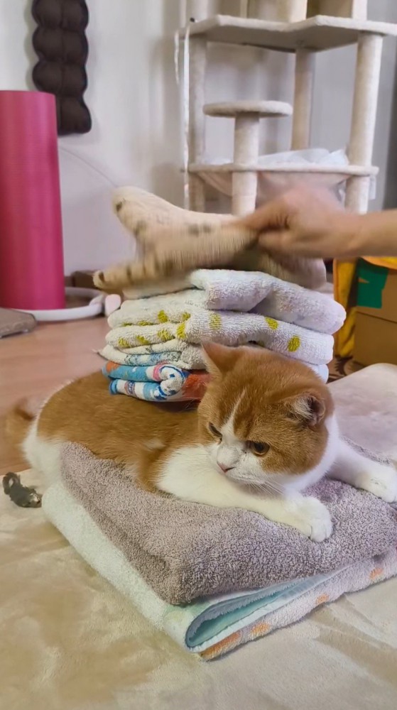 畳んだタオルを猫の背中に乗せる飼い主