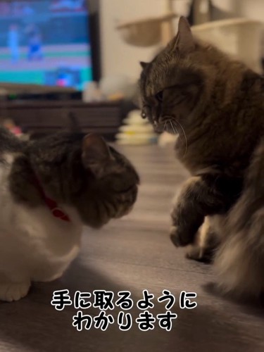 座って向かい合う猫