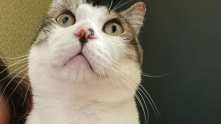 室内にいる猫