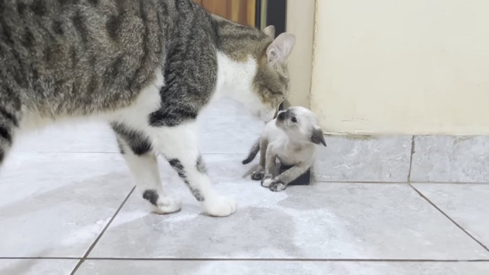 耳を倒す子猫