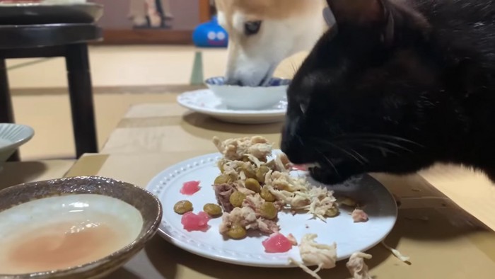 ごはんを食べる黒猫と柴犬