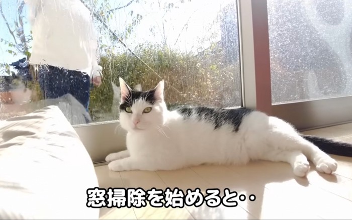 窓の前の猫