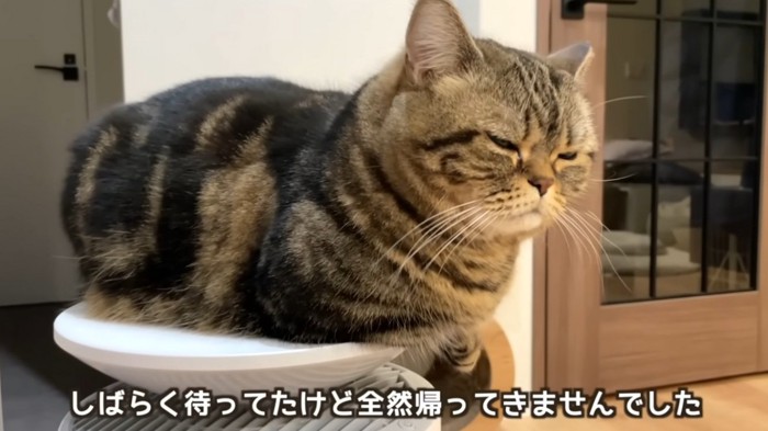 ドアの前で待っている猫