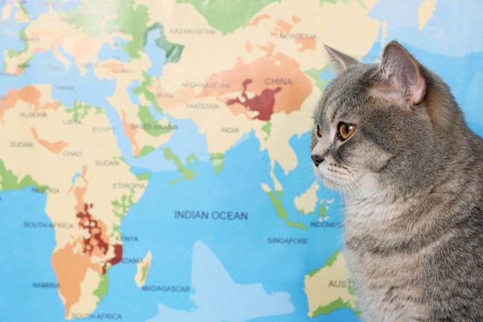 世界地図を見る猫