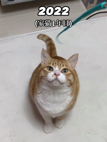 見上げる猫