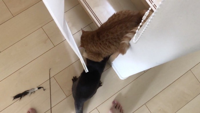 階段下で再度じゃれる