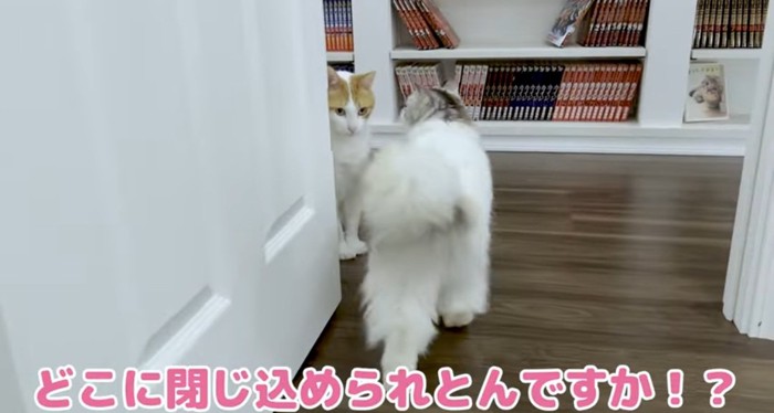 歩いている猫