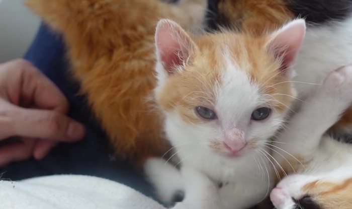 人間に抱っこされて落ち着いた表情をする子猫