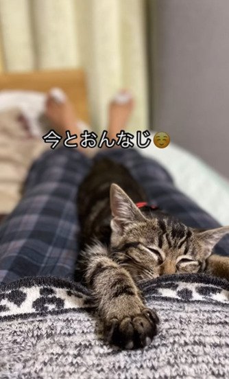 お腹の上で伸びる子猫