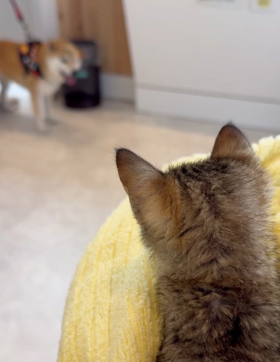 奥の犬を見ている子猫