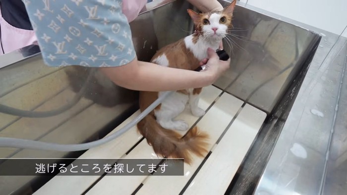 シャンプー中の猫