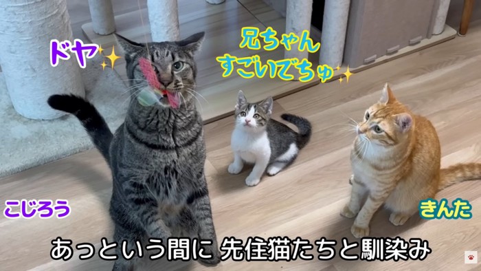 テロップ「あっという間に~」