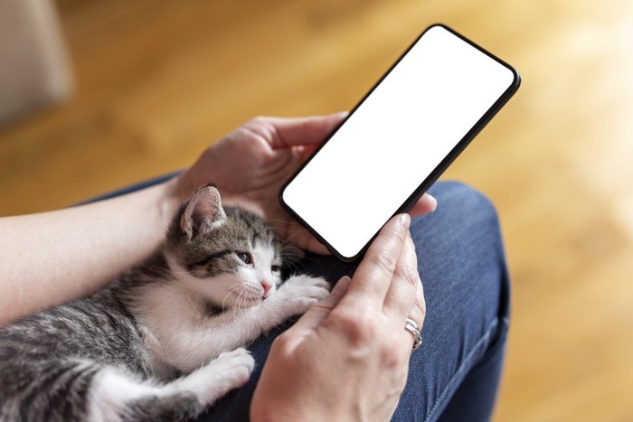 スマホを見る人と子猫