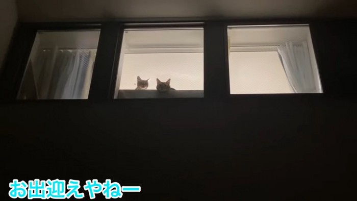 窓から外を見る猫