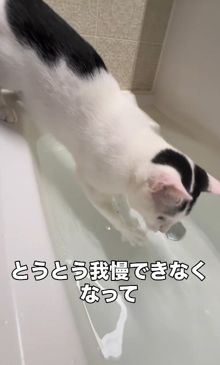 シンクで水遊びをする猫
