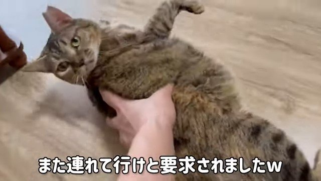 背中を押される猫