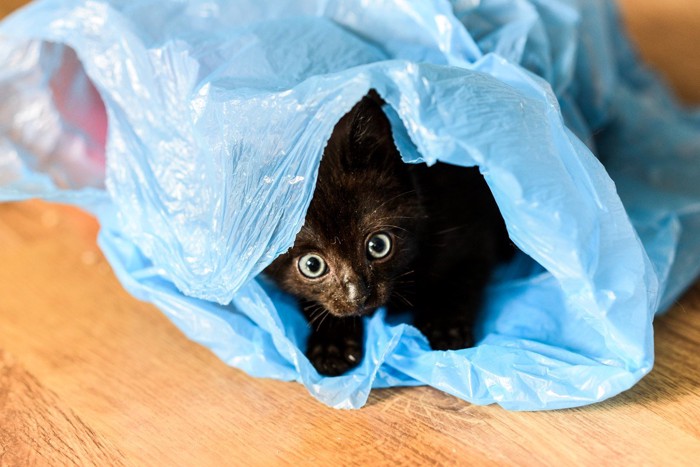 ビニールで遊ぶ子猫