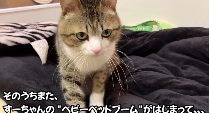 フミフミする猫