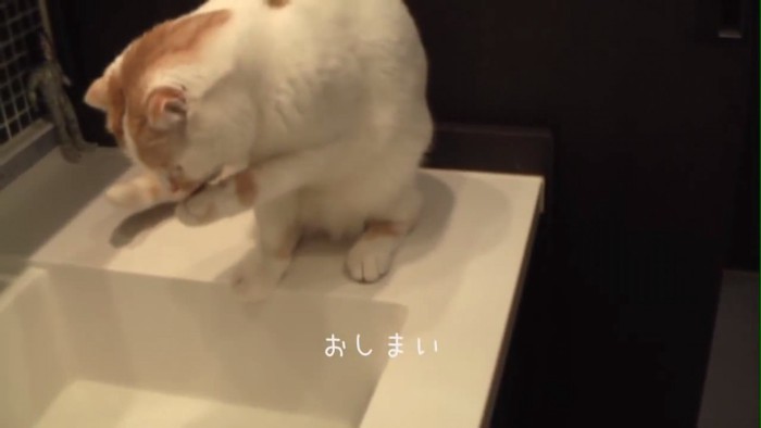 お座りする猫