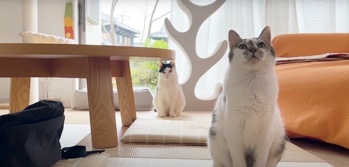 猫2匹
