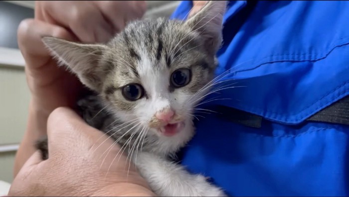 男性に抱っこされる子猫