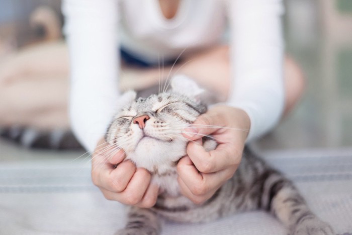 顔を撫でられ幸せそうな猫