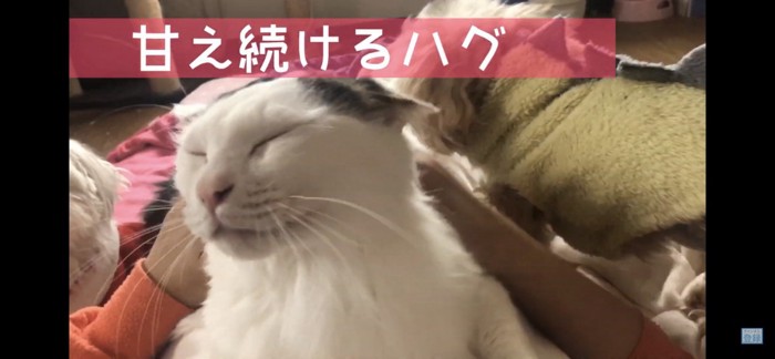 撫でられて目をつぶる猫