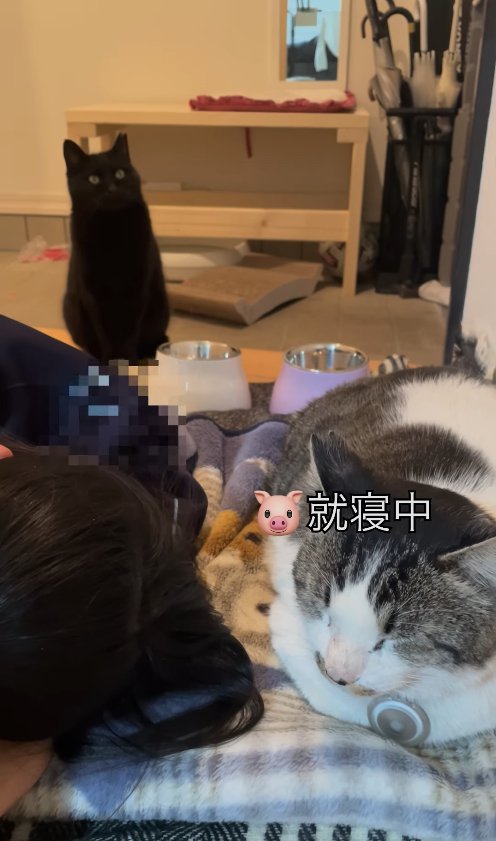香箱座りで寝ている白サバの後ろにいる黒猫