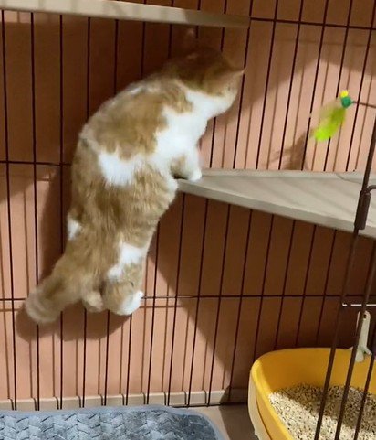 フェンスに立つ猫