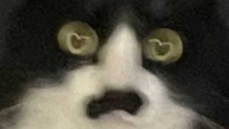 手ブレした猫
