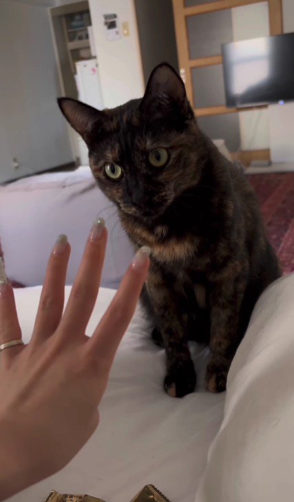 ベッドの上の猫