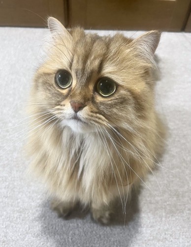 お座りする猫