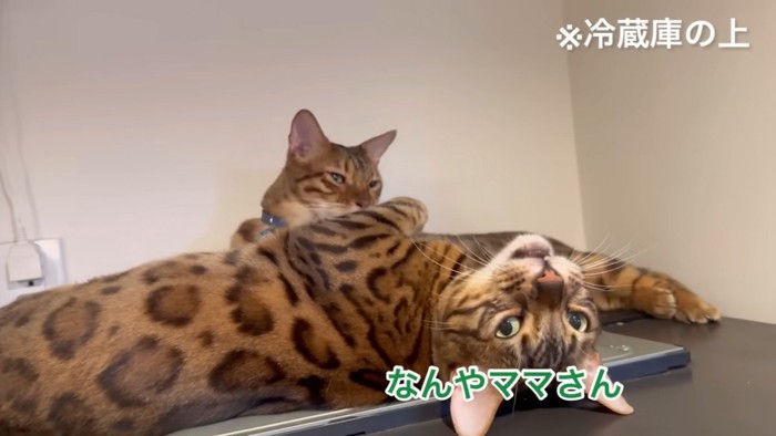 仰向けの猫