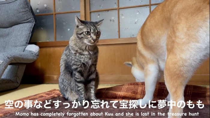 ウズウズする猫