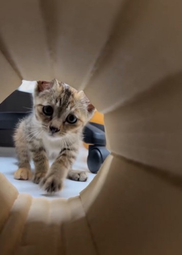 子猫
