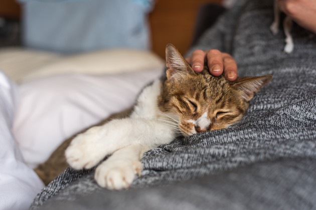 飼い主と寝ている猫