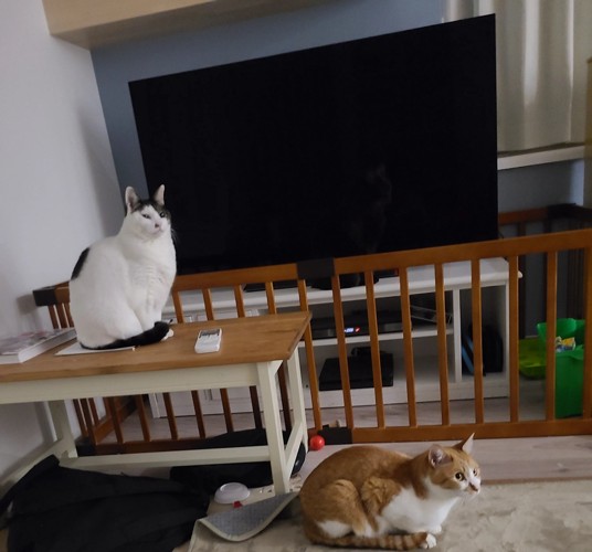 室内にいる猫