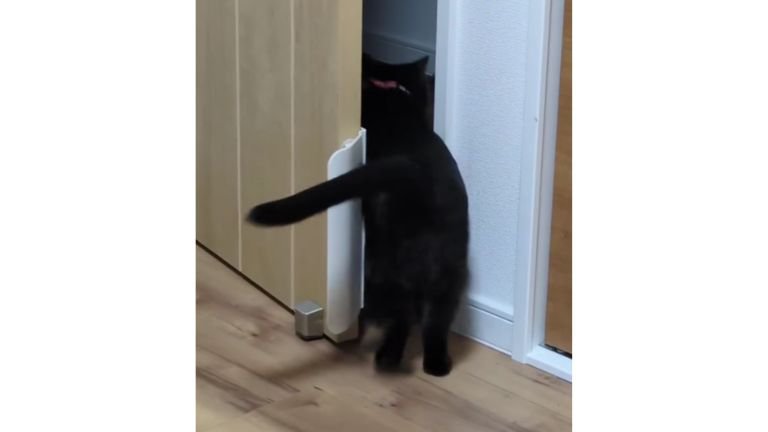 ドアの前の猫