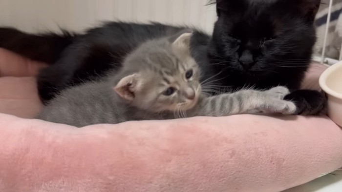 お母さん猫の横で元気に横になる猫