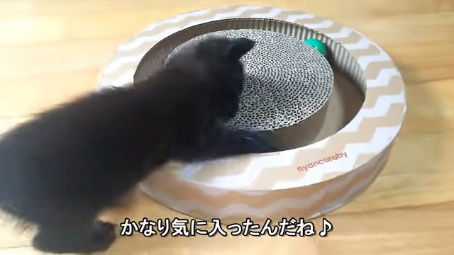 おもちゃの上に身を乗り出す子猫